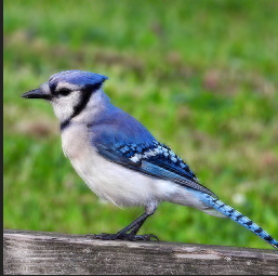 Margot Cleveland on Twitter: "Seeing a blue jay in nature will always