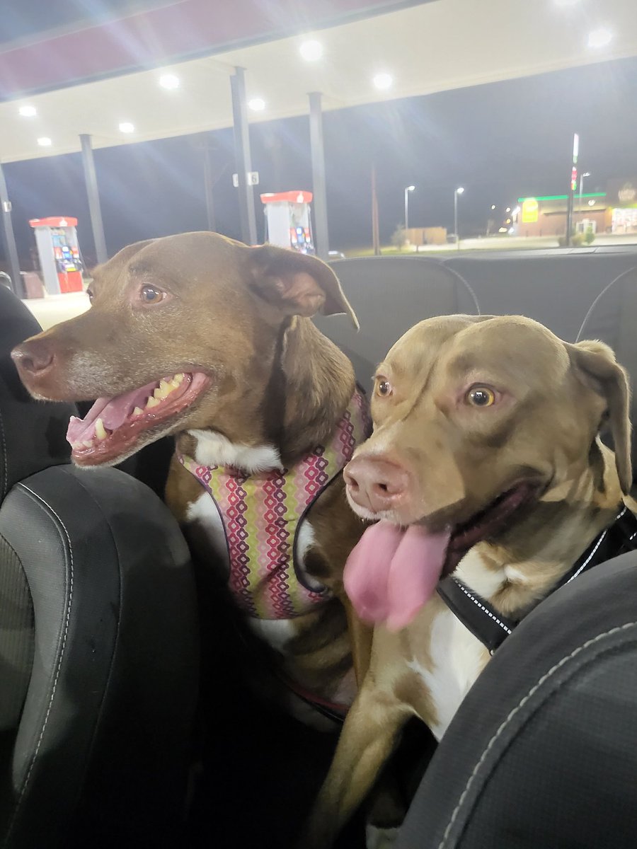 itsonlycori's tweet photo. #nationalpuppyday #tmobilepets https://t.co/qdXIDEAB1P