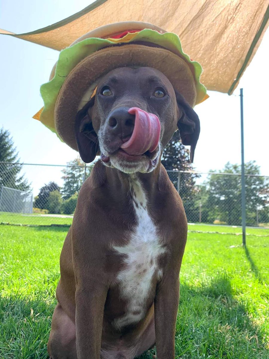 CharleneLeslie1's tweet photo. @dog_rates https://t.co/E6gmGnLB4p