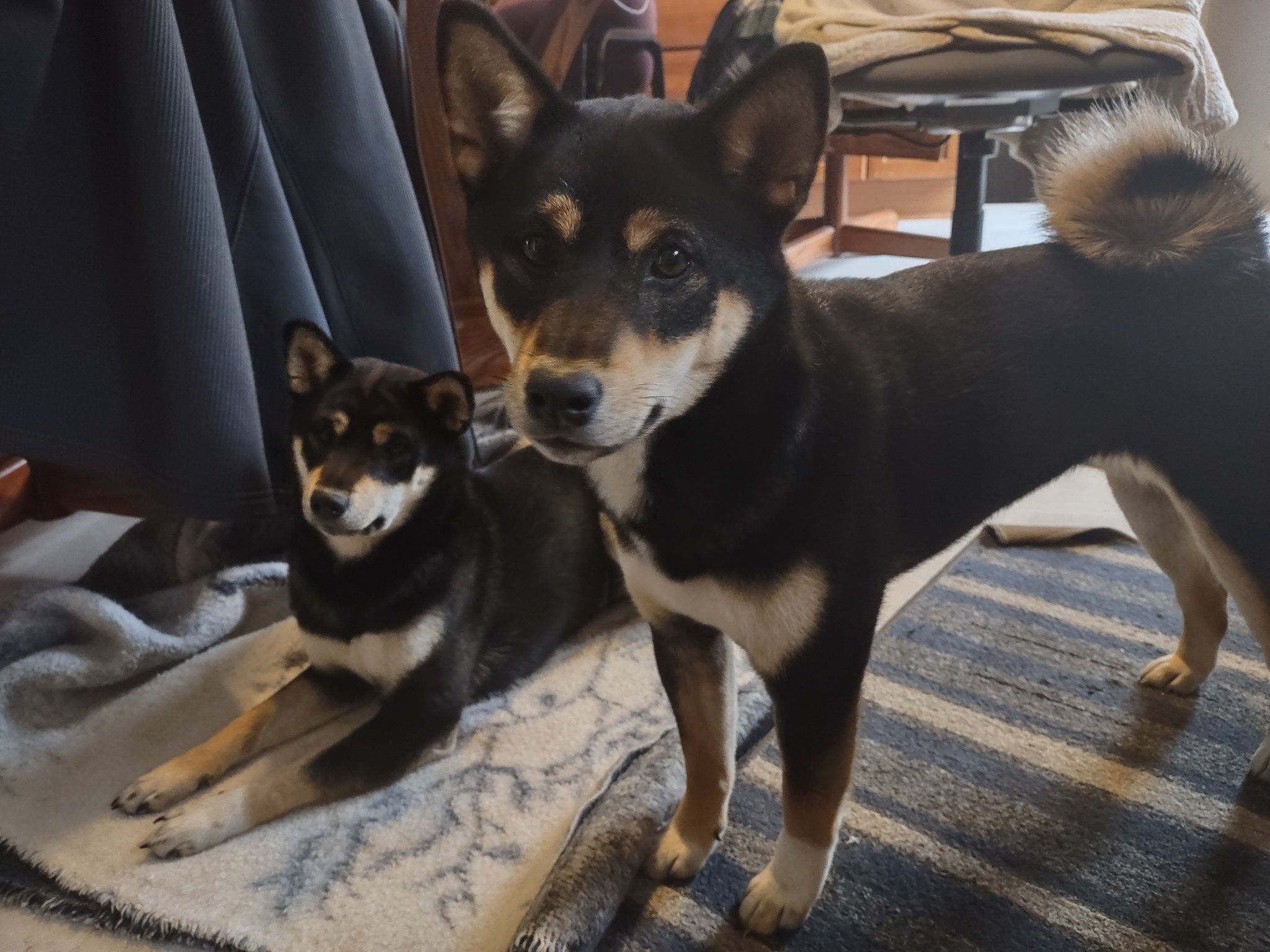 Shiba inu 8 months 2025