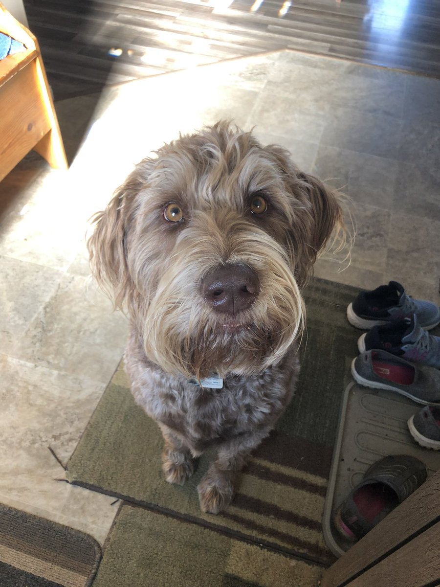 cjs1455's tweet photo. @dog_rates https://t.co/NR7nacsiis