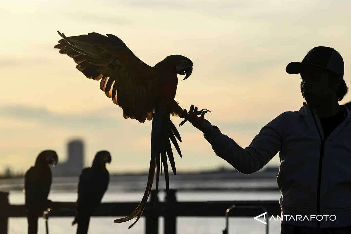 antarafoto's tweet image. NGABUBURIT PECINTA BURUNG MACAW

Pecinta burung melatih burung Macawnya saat menunggu waktu berbuka puasa (ngabuburit) di pesisir Pantai Ancol, Jakarta Utara, Kamis (23/3/2023). 
 
ANTARA FOTO/M Risyal Hidayat 
#pecintaburung #ngabuburit #ancol #latihanbersama #freefly