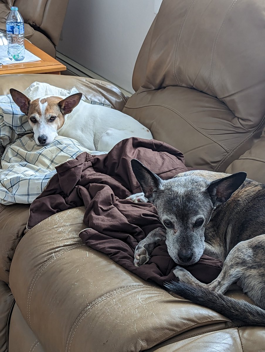 Flossy2thGirl's tweet photo. @dog_rates Jinx and Rex having a snoozle https://t.co/bVtlMheSXO