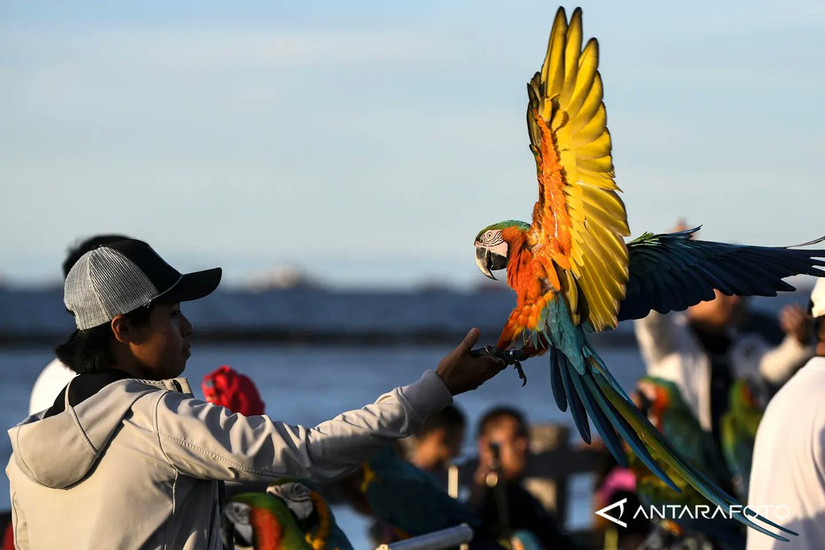 antarafoto's tweet image. Pecinta burung melatih burung Macawnya saat menunggu waktu berbuka puasa (ngabuburit) di pesisir Pantai Ancol, Jakarta Utara, Kamis (23/3/2023). 
 
ANTARA FOTO/M Risyal Hidayat 

#pecintaburung #ngabuburit #ancol #latihanbersama #freefly #komunitasburung #nuri #paruhbengkok