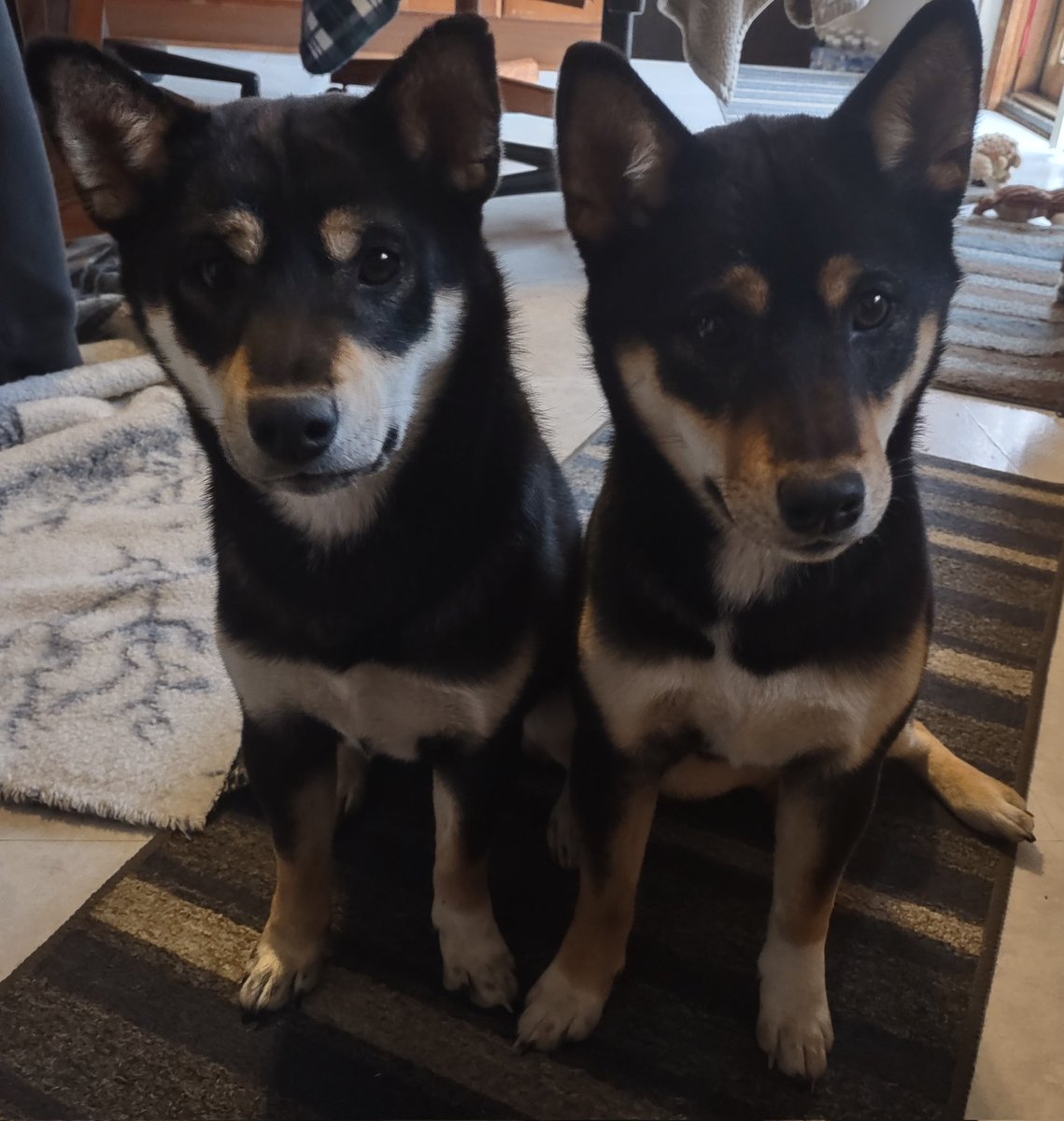 My Shiba Inu puppies are 8 months old now and they are cool, sweet and  sneaky! #Shiba #ShibaInu