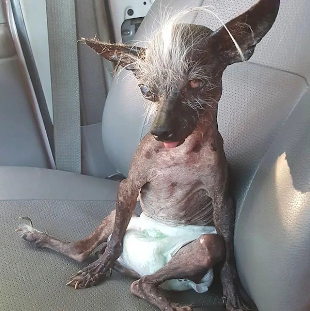 RoyalSquire69's tweet photo. @Runza My little sweat pea, her name is sprinkles🤩 https://t.co/gPlQt5zx72