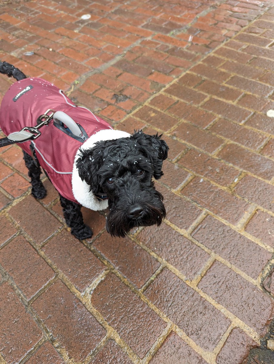 SHaberKatris's tweet photo. @dog_rates Milli the Schnoodle says hello! She just turned one and isn't so sure about the snow. https://t.co/Hxnx9KVVEq