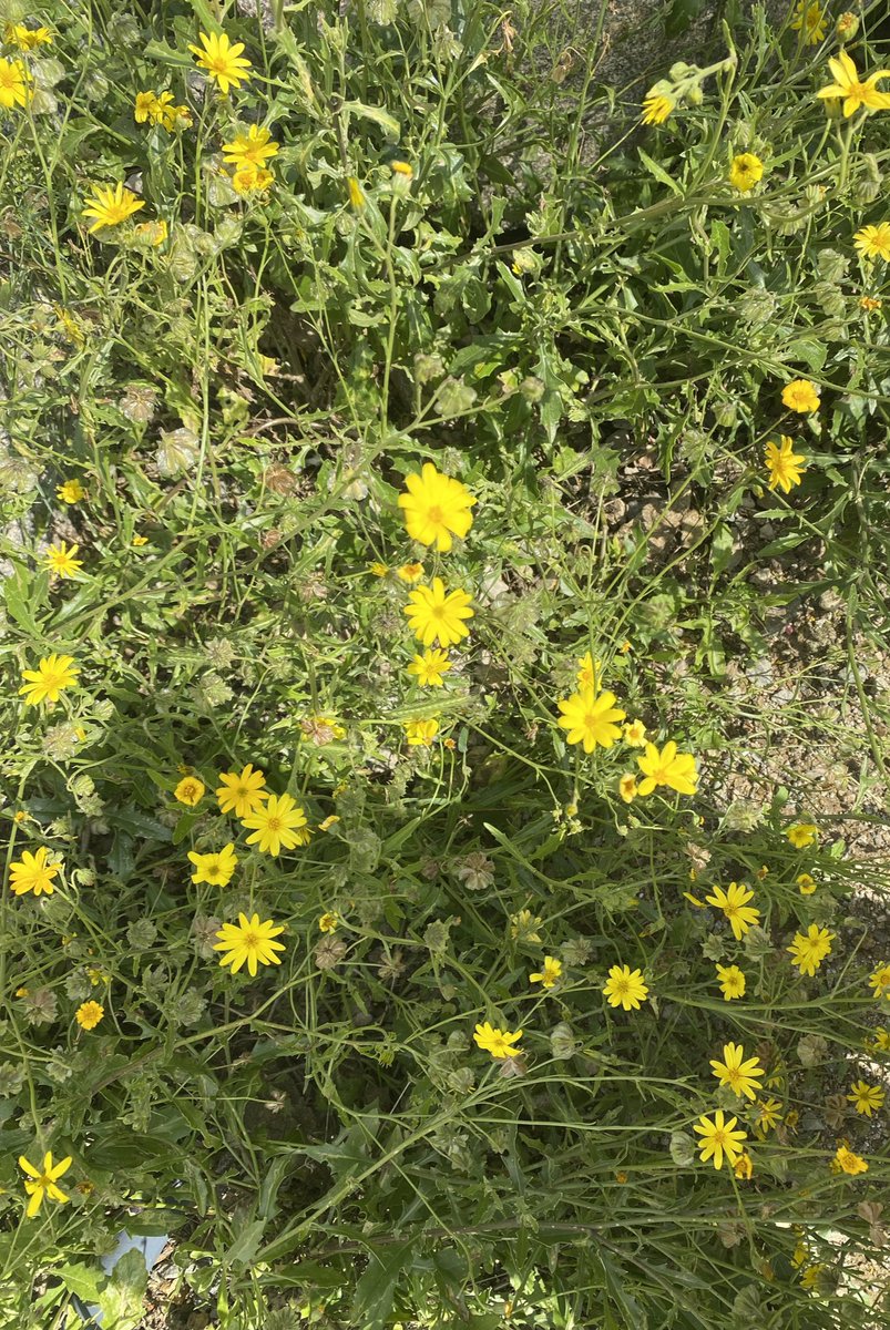 الدنيا ربيع 🌼