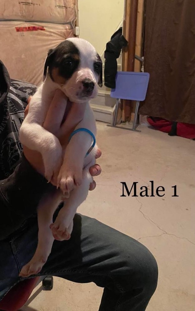 Mr. Snider's Grade 4/5 class at Ferndale Public School <a href="/Ferndalerocks/">Ferndale Public School</a>  first puppy name pick is....ACE!  Ace loves his name! Thank you to these amazing students.  Tune in tomorrow for the next name!

Watch for Ace's bio soon on our website. niagaradogrescue.com/meet-our-dogs.…