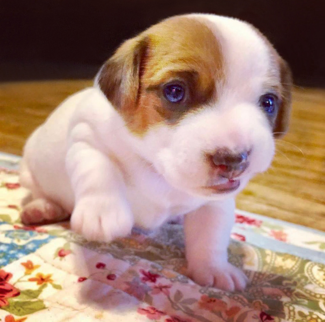 Happy #nationalpuppyday! 🐶💕

Please enjoy these clips and puppy pics of Astro when he was just a wee potato 🥔

#puppypics #jackrussellpuppy  #puppies #cutepuppy #cutenessoverload #dogstagram #doglover #puppypics