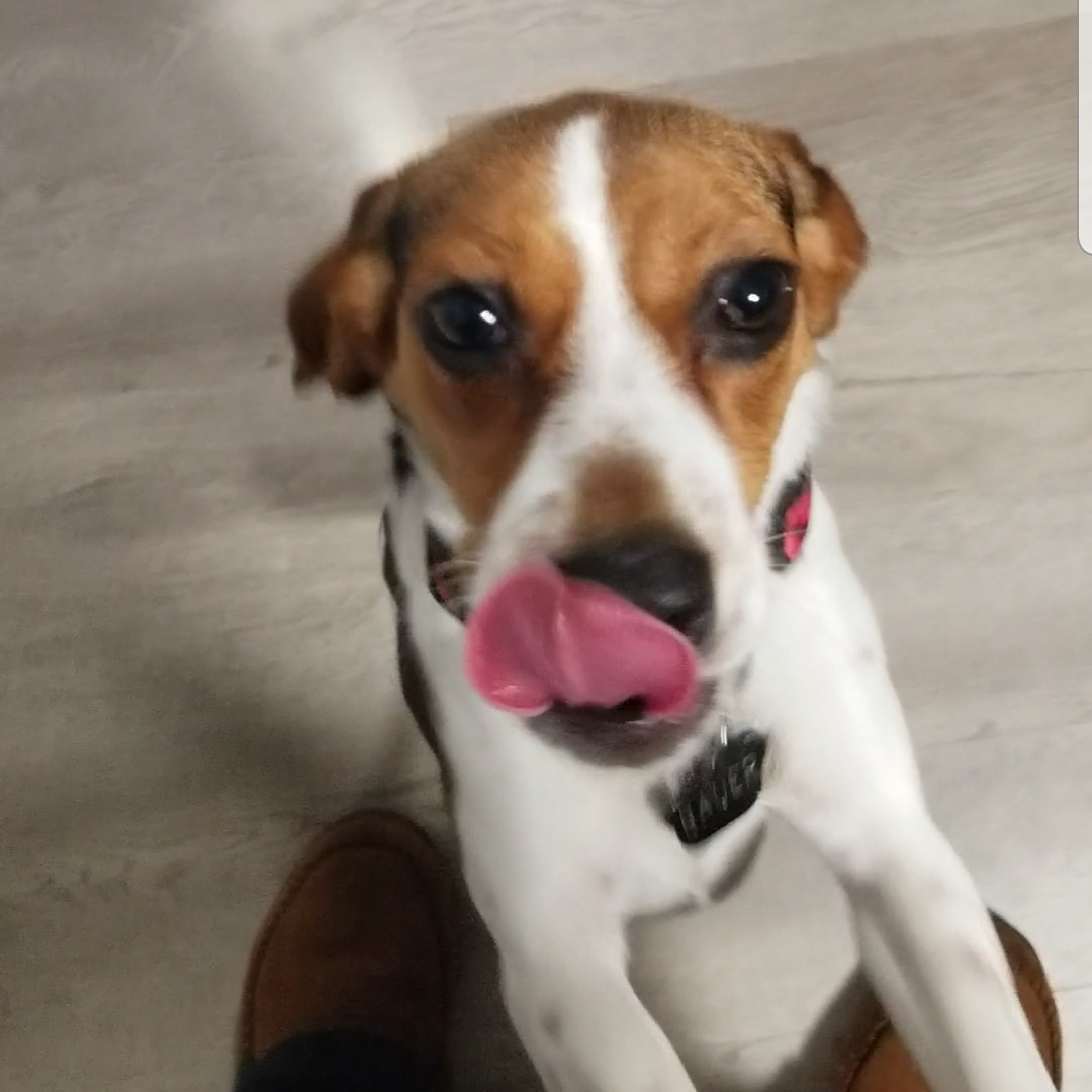 BauerTheBeagle's tweet photo. @beaglefacts My humans would kill for earlier puppy pictures of me but I was rescued when I was 1. https://t.co/McNMA62slA