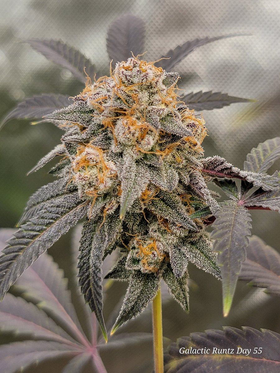 RyleyVaux's tweet photo. @exoticgenetix Galactic runtz https://t.co/5zdi0ri99M