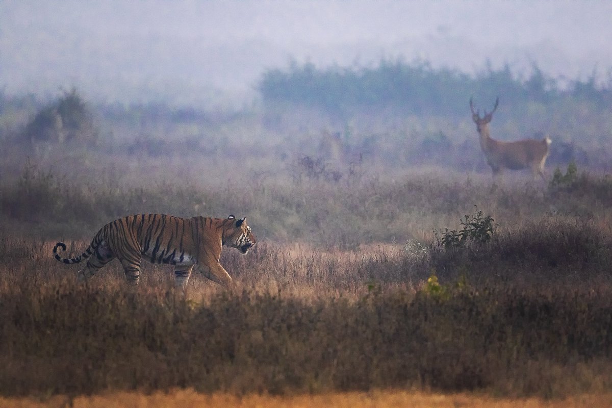 Friends.. hope you all are good. So am thinking of posting some of my tiger series images on Twitter.. Caption: What happened next !! Please do RT/QT if you like #NFTCommunity #NFT #TigerSeriesbyAshutosh #Tiger