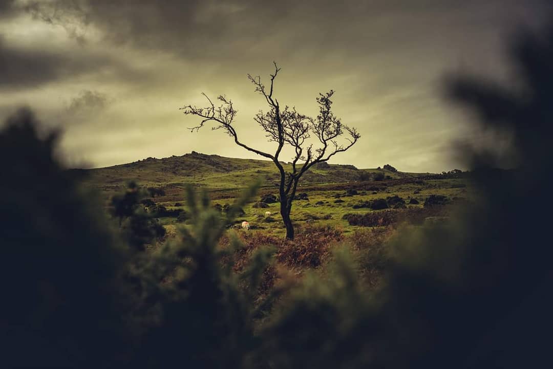 #Hawthorn on #Dartmoor - #Photographs from the archive 😍 #DartmoorPhotography #DevonPhotographer #BritishTrees #DartmoorTrees