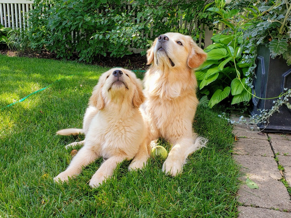 Happy #nationalpuppyday to my favorite puppies: Pappy (who crossed the rainbow bridge on Xmas eve 😥🌈) and Freddy who continues to look for signs from his big brother.