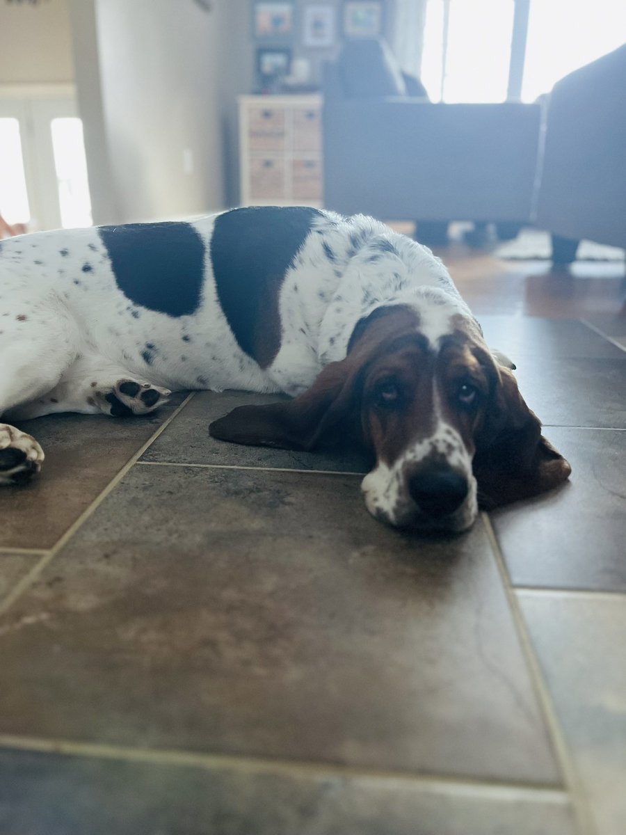 HeatherBrush15's tweet photo. @dog_rates https://t.co/0ljbbZKtiJ