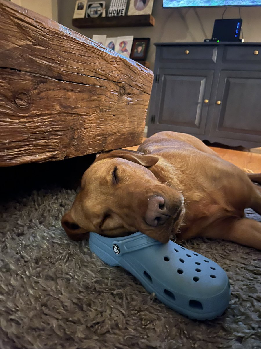 HeatherBrush15's tweet photo. @dog_rates https://t.co/0ljbbZKtiJ