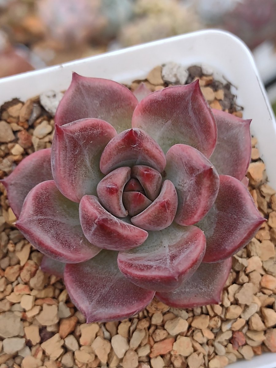echeveria ブルゾン　黒 $_12.JPG?set_id=880000500F