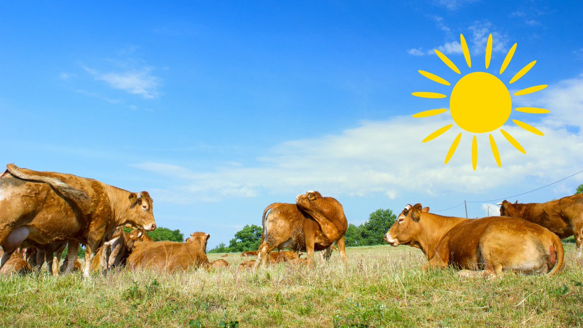 The science of preserving grass silage has evolved! Our new generation silage additive preserves true protein in the crop much more efficiently it's predecessors. Get in touch with us on 01300 345711 to find out more…  #grasssilage #silage #grasslandmanagement