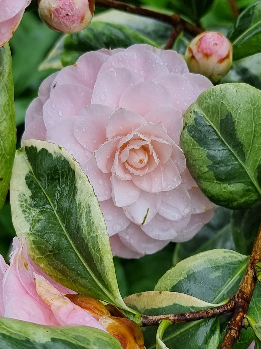 BobMehen's tweet photo. I'm not a huge fan of variagation, Camellia japonica 'Kerguelen' is growing on me. If nothing else it's nicer than 'Golden Spangles'! #Camellia #variagated #pink #flowers #Cornwall #RoselandParc https://t.co/pe2uqrCi1A