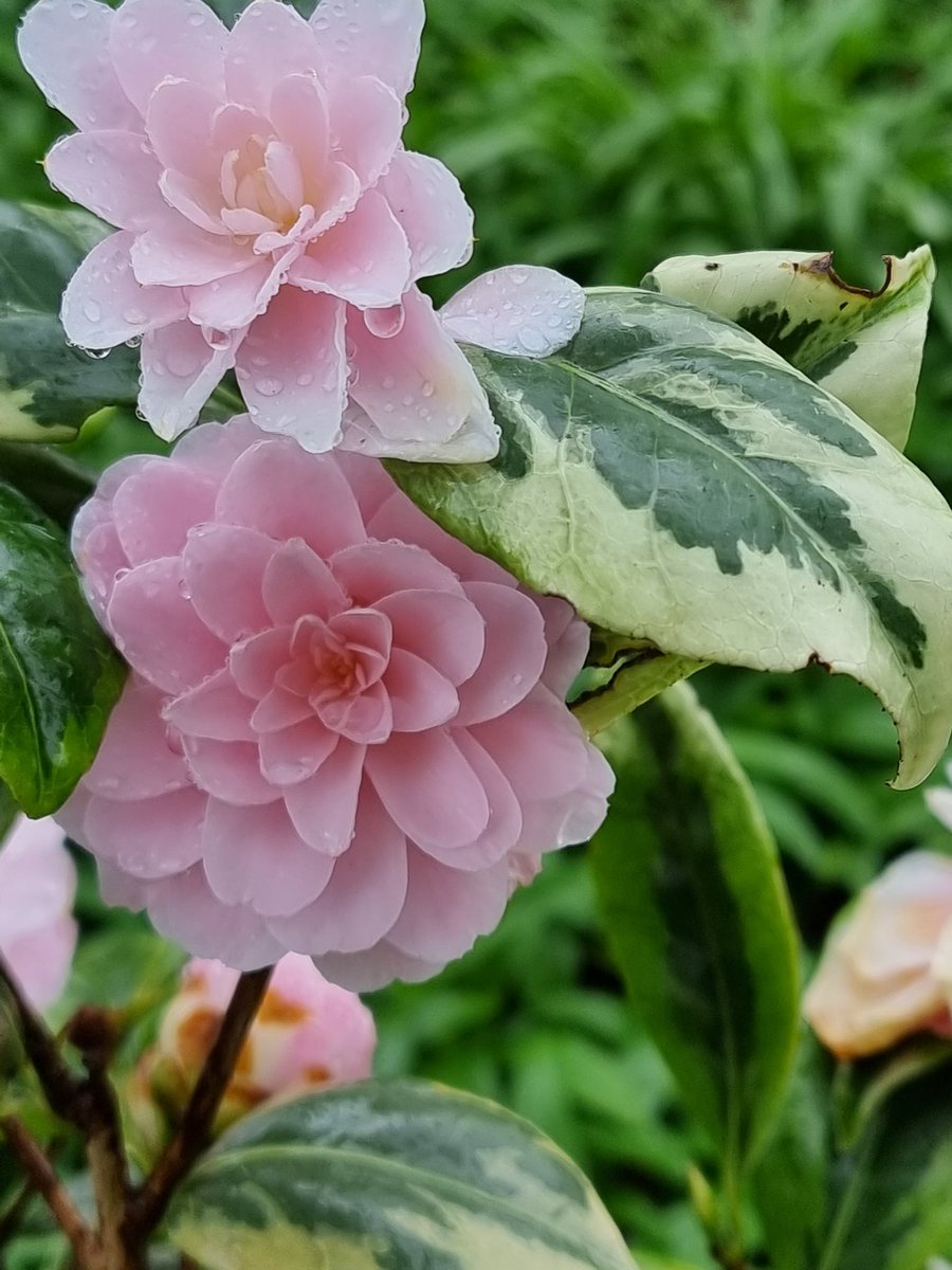 BobMehen's tweet photo. I'm not a huge fan of variagation, Camellia japonica 'Kerguelen' is growing on me. If nothing else it's nicer than 'Golden Spangles'! #Camellia #variagated #pink #flowers #Cornwall #RoselandParc https://t.co/pe2uqrCi1A