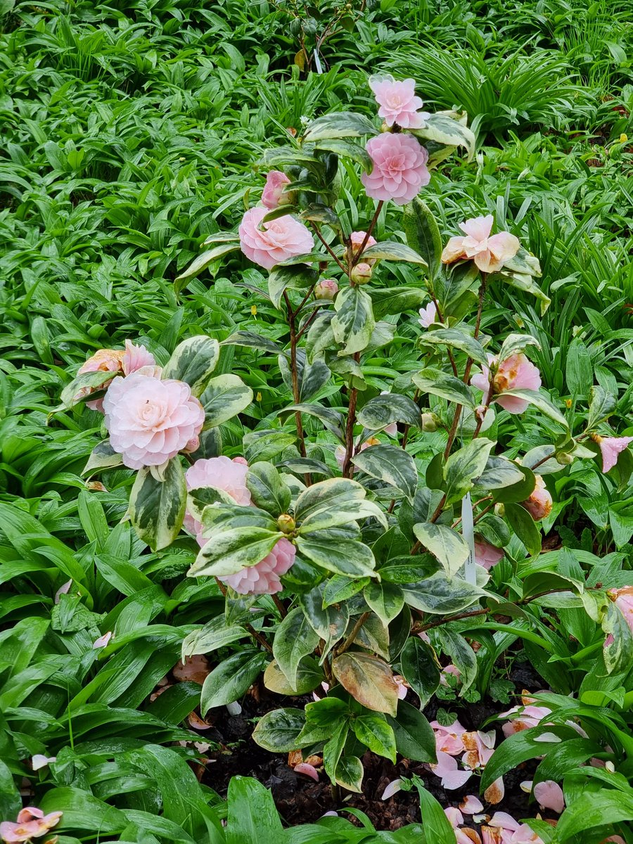 BobMehen's tweet photo. I'm not a huge fan of variagation, Camellia japonica 'Kerguelen' is growing on me. If nothing else it's nicer than 'Golden Spangles'! #Camellia #variagated #pink #flowers #Cornwall #RoselandParc https://t.co/pe2uqrCi1A