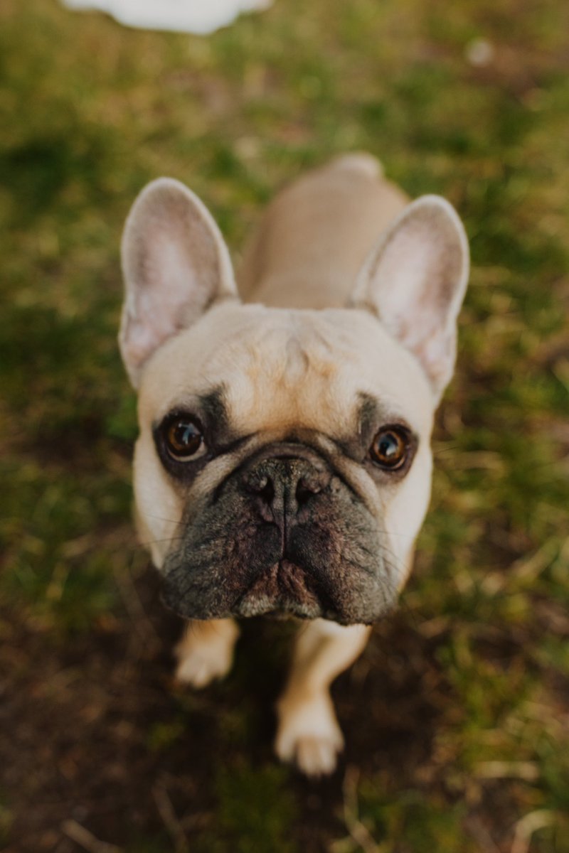 wayoftay's tweet photo. hard to turn down an opportunity to show off my guy #NationalPuppyDay #TMobilePets 🐾 https://t.co/MMTDjHSllF