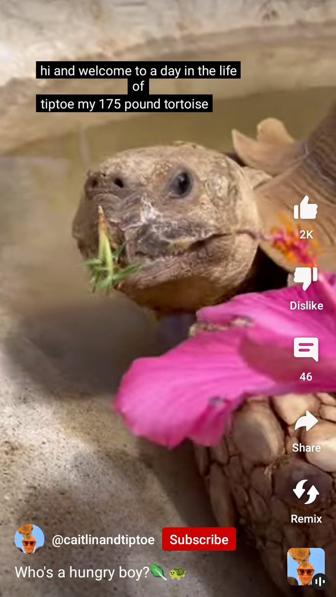 anorexsick_'s tweet photo. Rt if you weigh less than a 175lb tortoise https://t.co/UxsY73TdG5