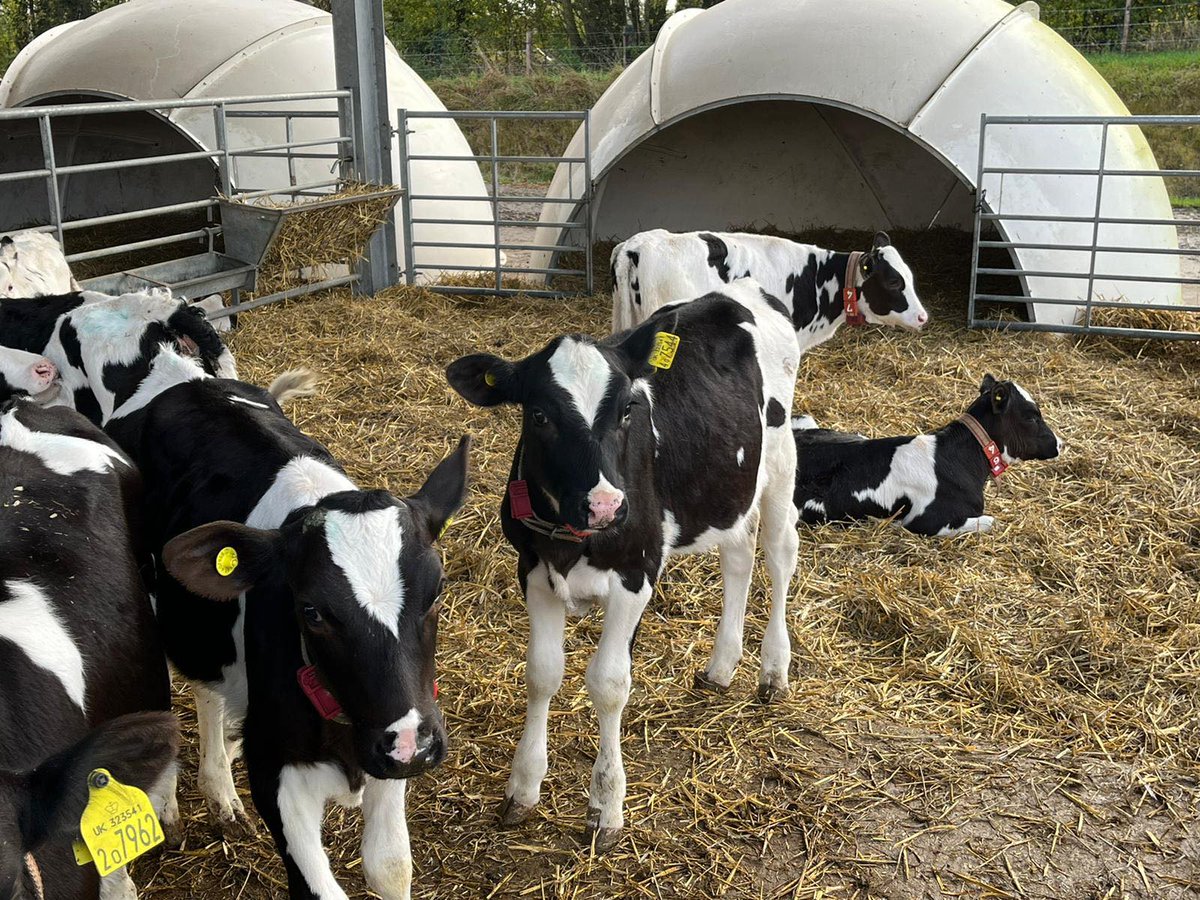 From heat stress to #rumenhealth our team of experts are working with UK farmers on nutritional technologies to overcome challenges to support cattle health &amp; producer profitability. Speak to our team about your #animalhealth by calling our professional advisers on 01300 345711