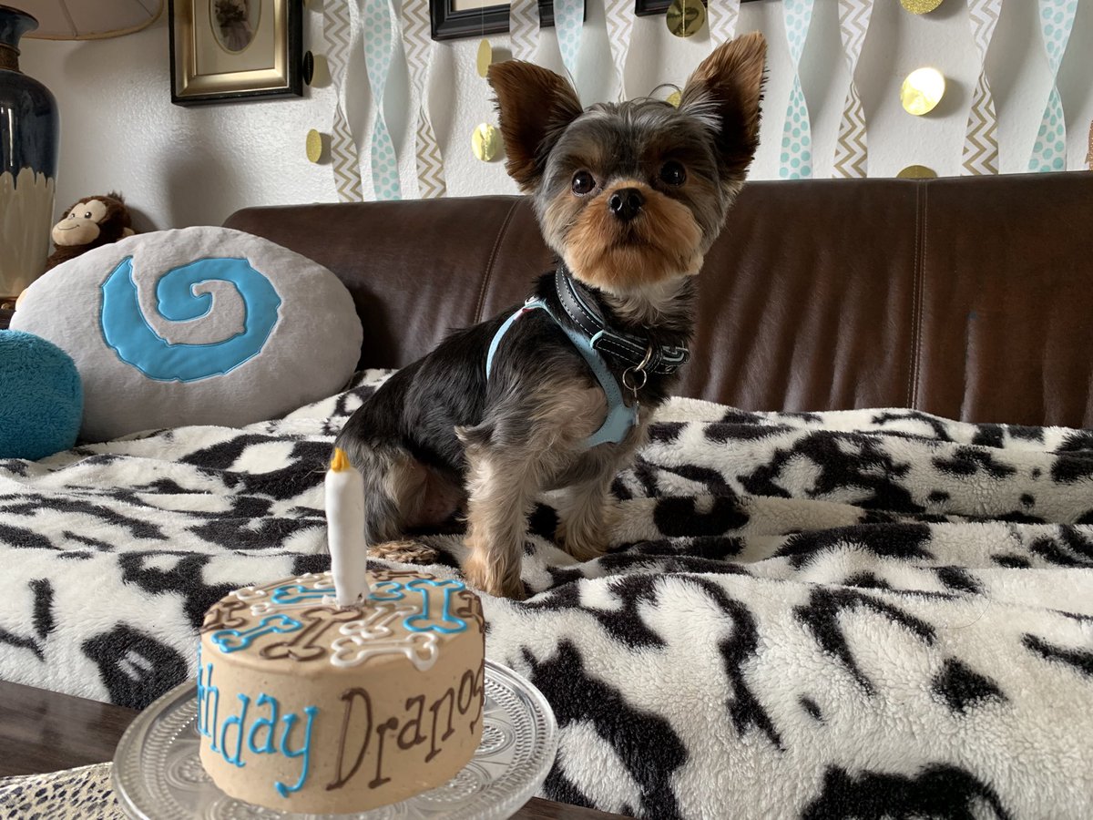 Barkbringer's tweet photo. @dog_rates Our first birthdays. 💙🐾 https://t.co/AdNwBK8I0k