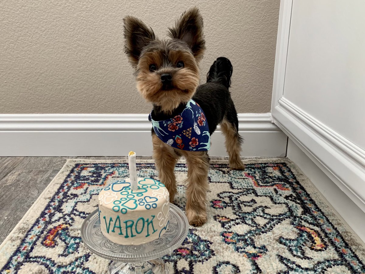 Barkbringer's tweet photo. @dog_rates Our first birthdays. 💙🐾 https://t.co/AdNwBK8I0k