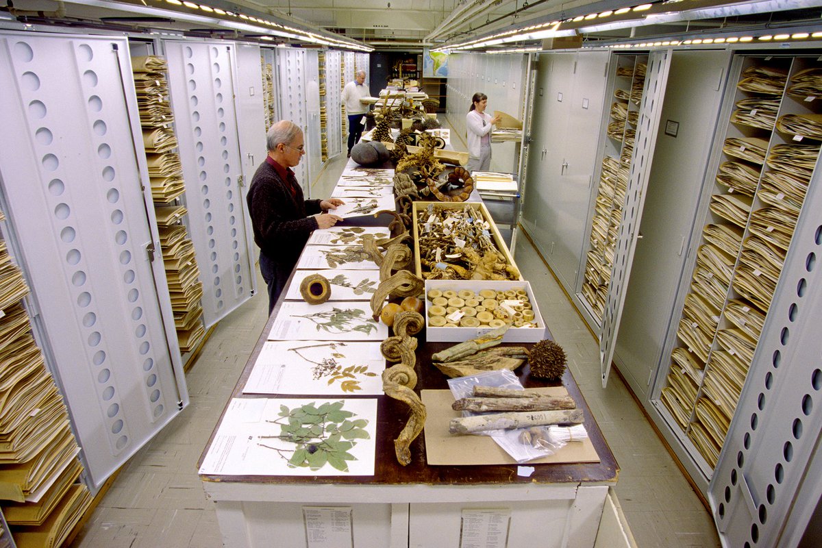 Today marks a milestone in the history of natural history museums. Museum directors, including our own Kirk Johnson, co-authored an article in the journal Science outlining a new, global approach to museum research collections. science.org/doi/10.1126/sc…