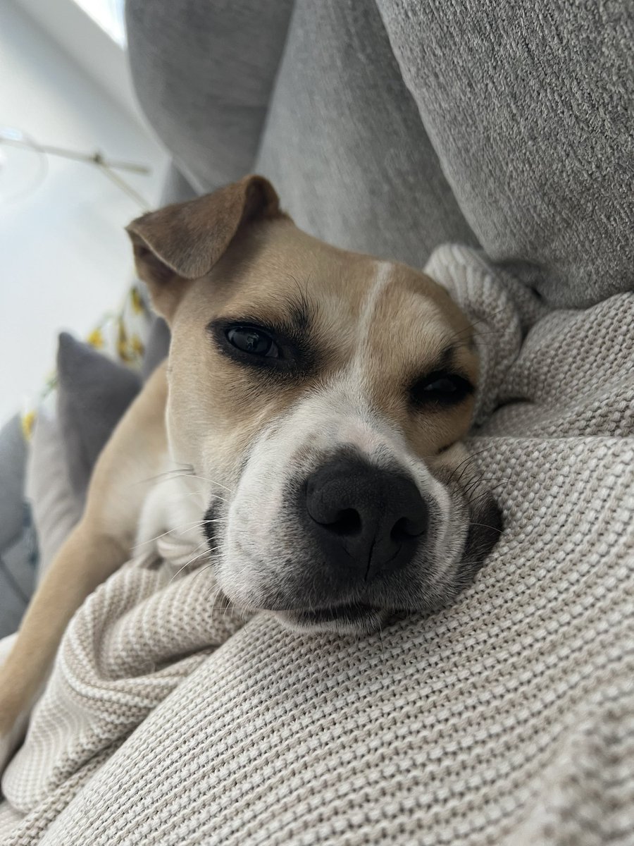 _tanner_jackson's tweet photo. @dog_rates Winnie!!❤️ https://t.co/BCgjt0jJo6