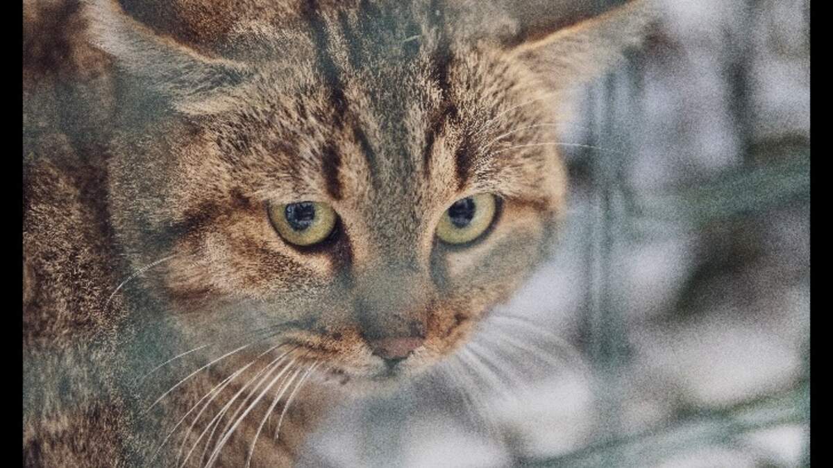 thepowermedium's tweet photo. Mythical 'Cat Fox' Proven to Exist on French Island - Coast to Coast https://t.co/0SpDjab6FB https://t.co/SDgD2xhVu3
