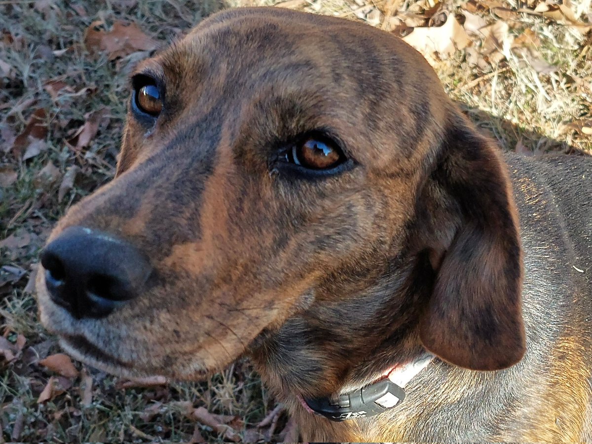 DrSarah0K's tweet photo. @dog_rates Rosa the hound https://t.co/zh9aFg1Zrn