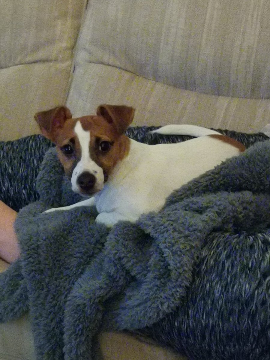 Toja196's tweet photo. @dog_rates https://t.co/YoO5iDGFO6