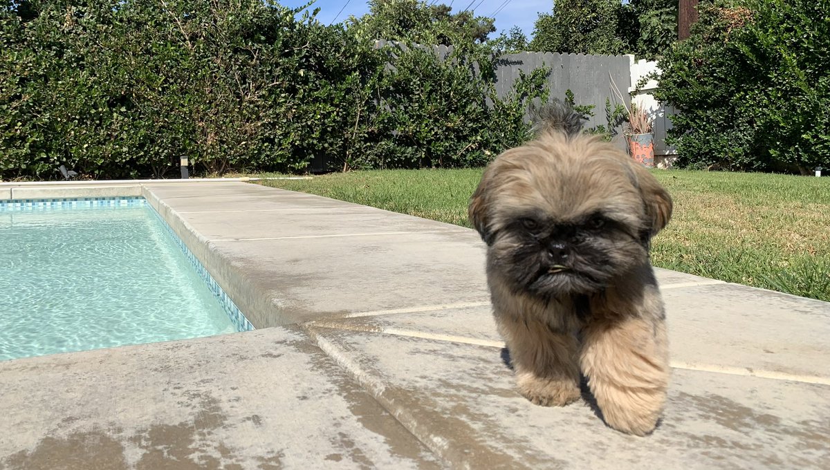 ClementandCo's tweet photo. @dog_rates @hellopeppers https://t.co/hj3aNP56Sz