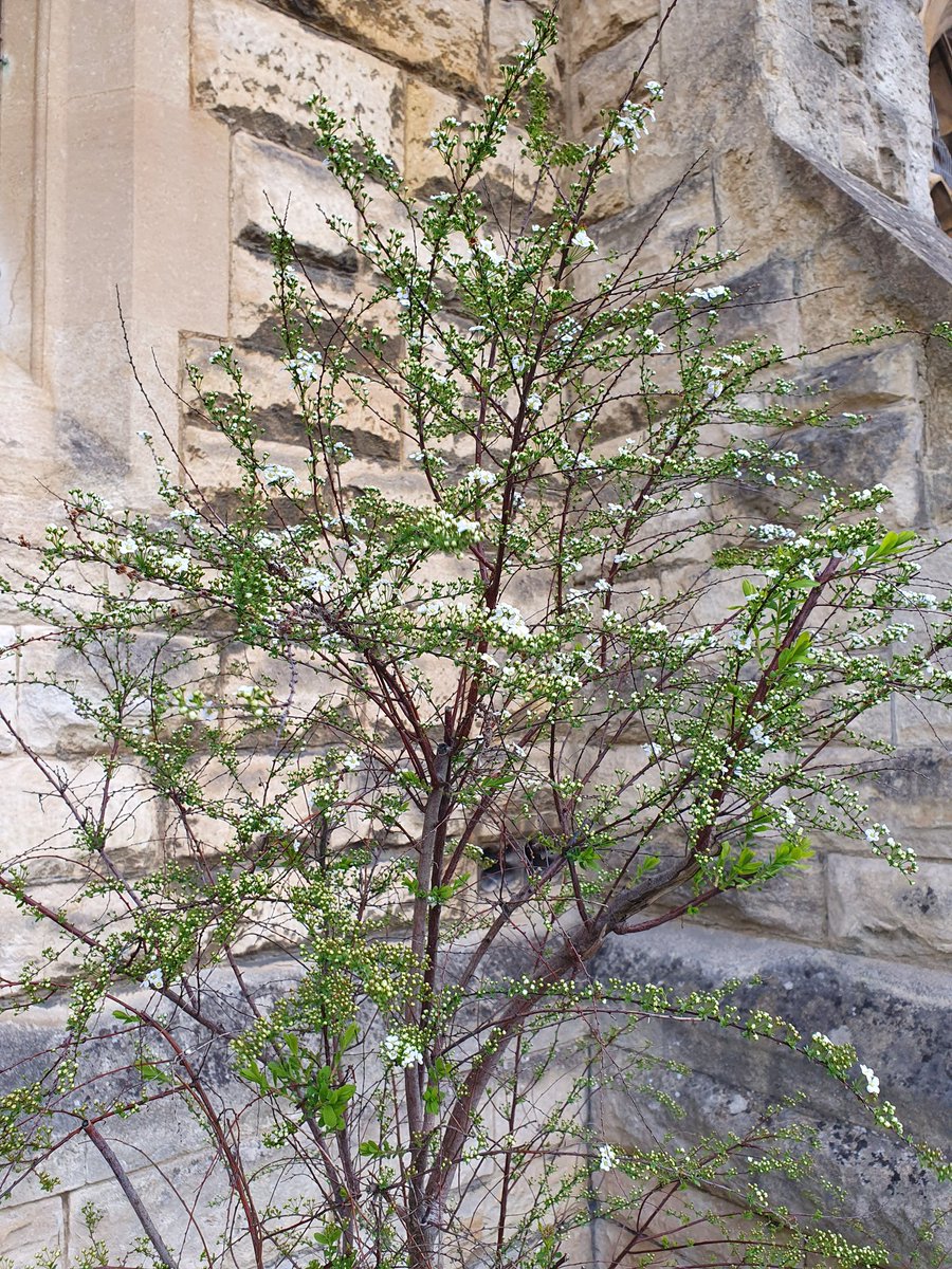 simonwitcombe's tweet image. 2023#81

Universitree:
may they grow deep roots, flourish, 
and blossom like this...

#uniofglos
#briandraper
#haikuaday
#haikuchaplain