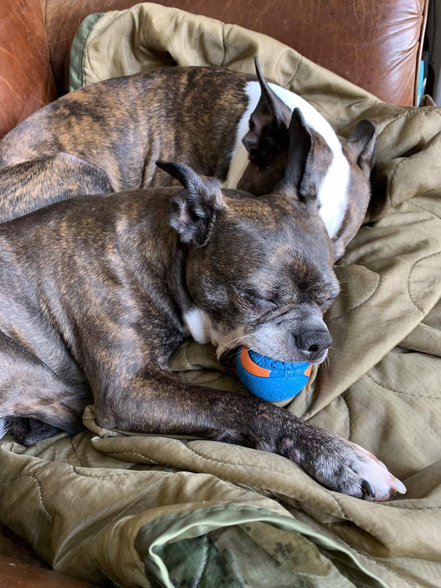 Hello world. It has been awhile. Don’t mind us as we do what we do best. Nap time while daddy works.