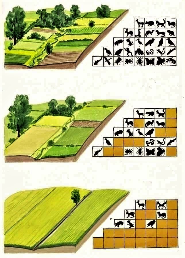 Night thoughts

The return to nature-based agriculture is an important component of biodiversity and thus an asset to our quality of life. 💚❤️🌲🌳🌱🌿☘️🍀💚