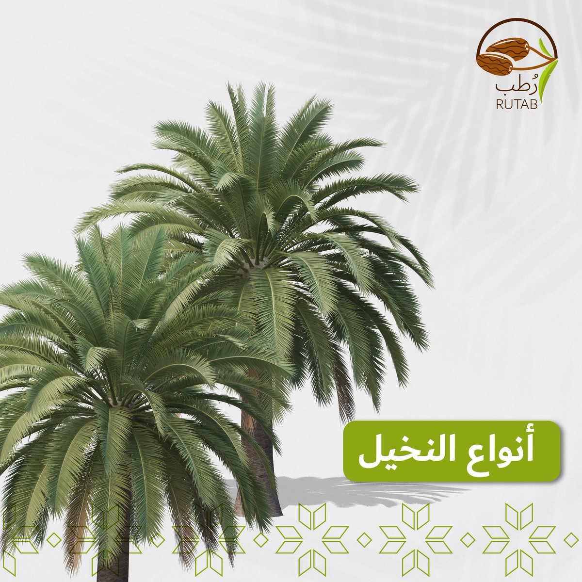 rutab_app's tweet photo. ⚜️النخيل⚜️
تُعتبر السّعودية موطِن النّخيل وتُعتبر حالياً إحدى أهم الدول التي تهتم لزراعة النخيل.
سجّلت بعض المصادر العلمية وجود أكثر مَن 500 صِنف من النخيل مسجلة في مختلف دول العالم التي تزرع فيها و 90% من هذه الأصناف في الوطن العربي ومعظمها في (المملكة العربية السعودية).

#رطب https://t.co/0Z7qx4R8bw