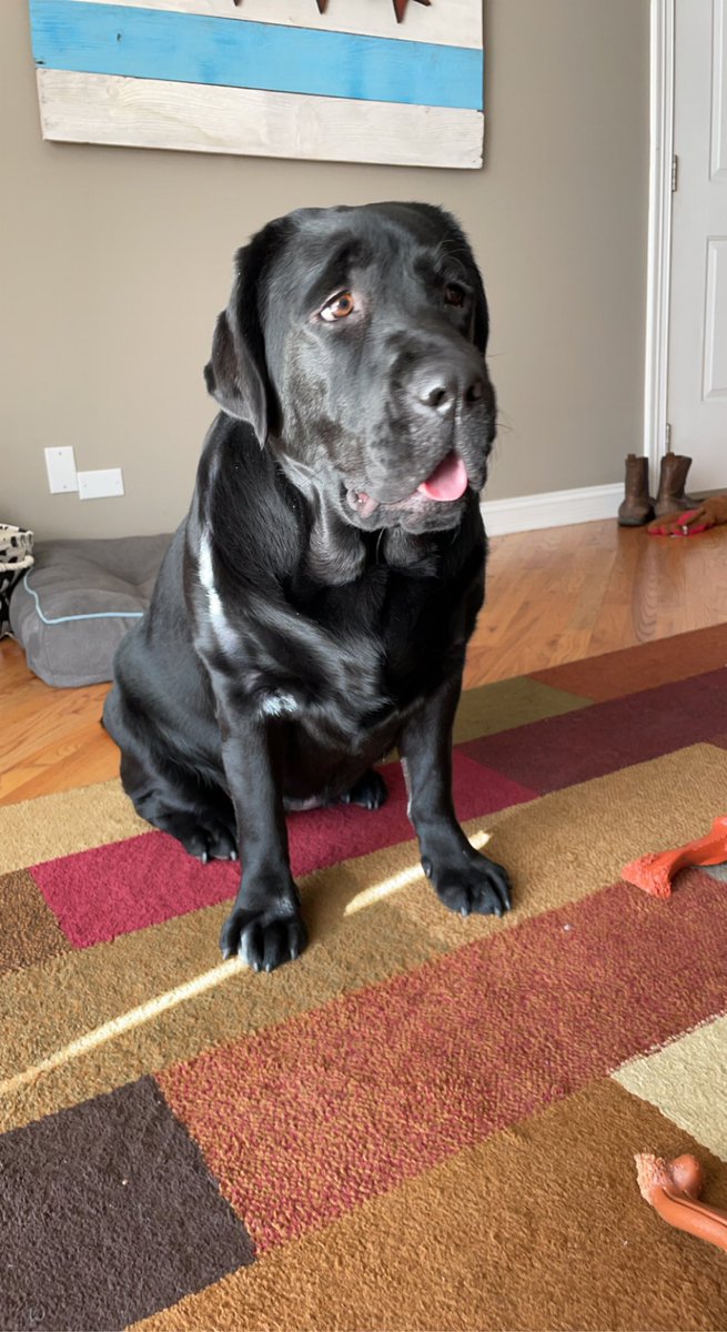 jessim322's tweet photo. @dog_rates https://t.co/YNjfmtKcZc