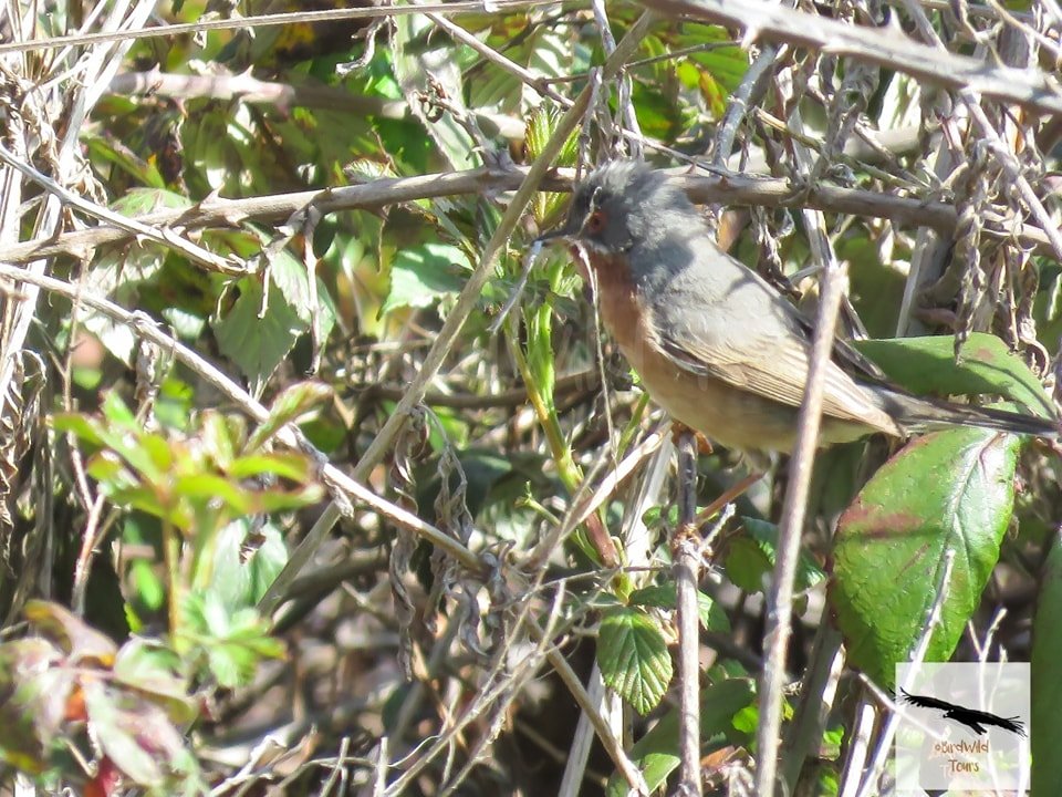 birdwildtours's tweet photo. La migración está en su momento más álgido, cada día son nuevas las llegadas de especies procedentes de África y entre ellas están las currucas, pequeñas aves discretas pero tremendamente bellas!! 
https://t.co/e1JnTz32e4 
info@birdwildtours.com
669 35 37 56 https://t.co/PmPf8ataBC