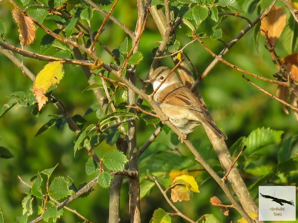 birdwildtours's tweet photo. La migración está en su momento más álgido, cada día son nuevas las llegadas de especies procedentes de África y entre ellas están las currucas, pequeñas aves discretas pero tremendamente bellas!! 
https://t.co/e1JnTz32e4 
info@birdwildtours.com
669 35 37 56 https://t.co/PmPf8ataBC