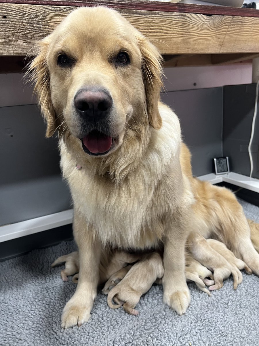 NathanCook20's tweet photo. @dog_rates @dog_feelings My pup Peach with her babies born on Feb 05, 2023!! https://t.co/QWkzbKDMQu