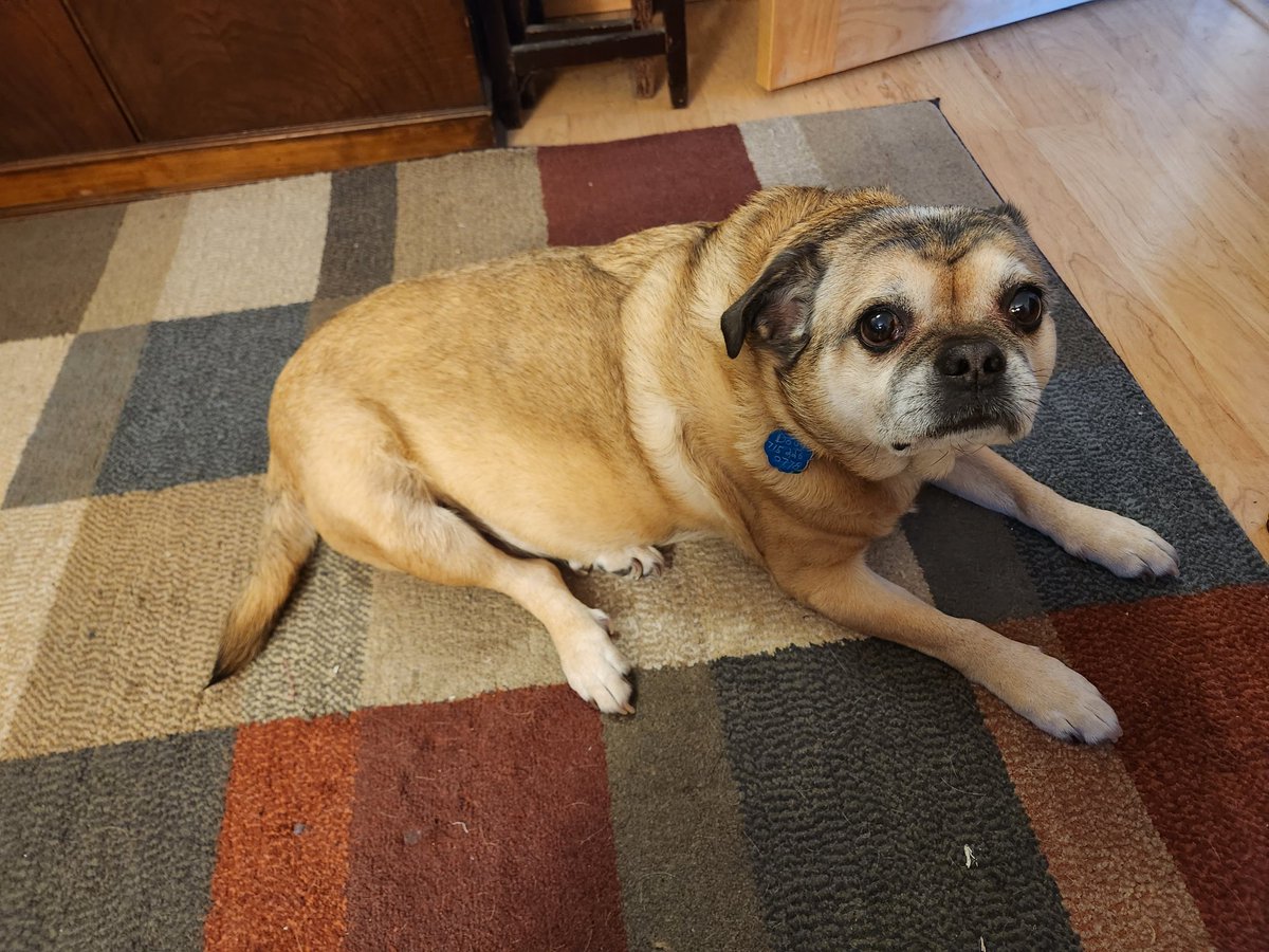 PackfanTrav's tweet photo. @dog_rates Doug https://t.co/Q2TB3JTfDN