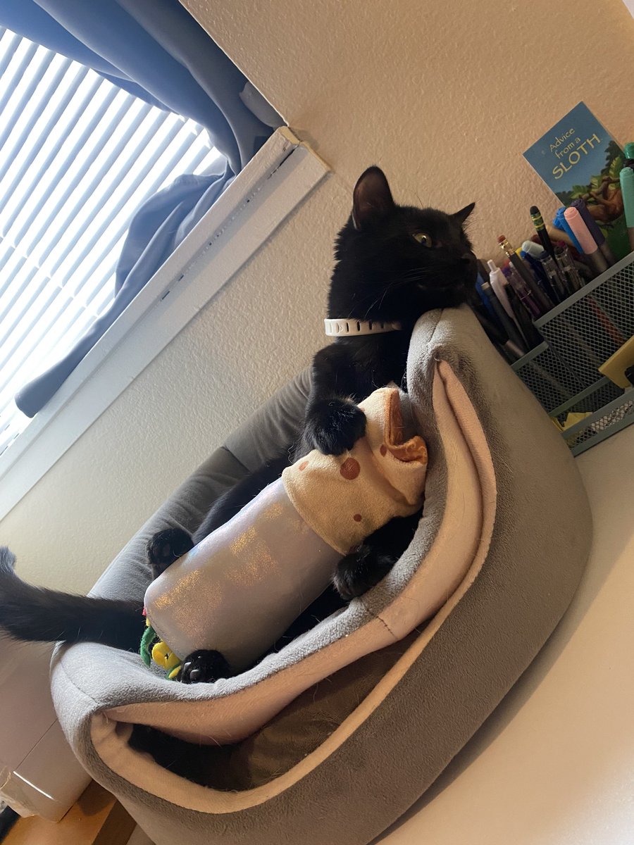 LinneaJuliet's tweet photo. bean was in a bitey-kicky mood so i gave her a stuffed burrito and she then snuggled it and fell asleep and i’ve taken about 38591 photos https://t.co/u9l6c4ms6M