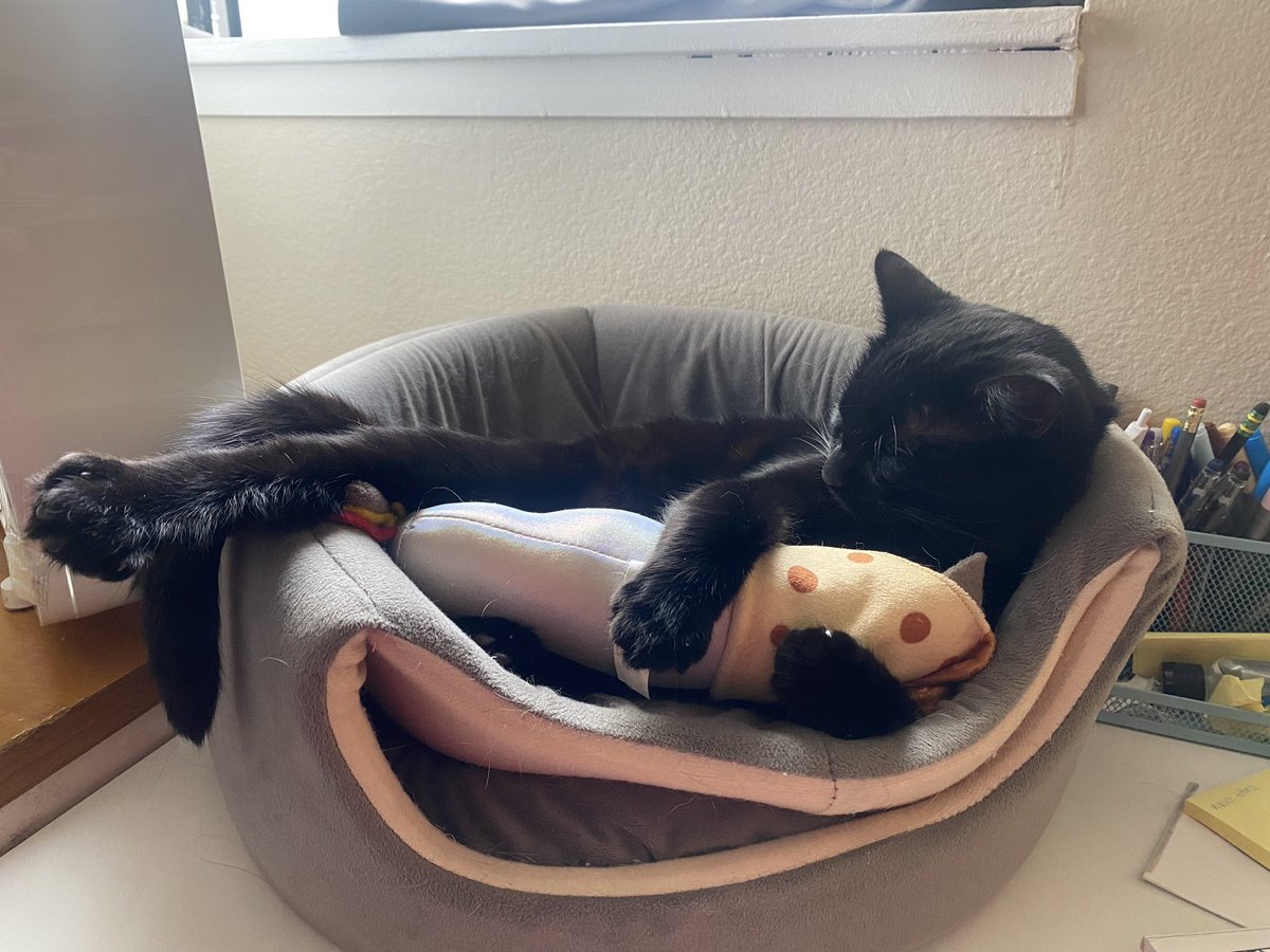 LinneaJuliet's tweet photo. bean was in a bitey-kicky mood so i gave her a stuffed burrito and she then snuggled it and fell asleep and i’ve taken about 38591 photos https://t.co/u9l6c4ms6M