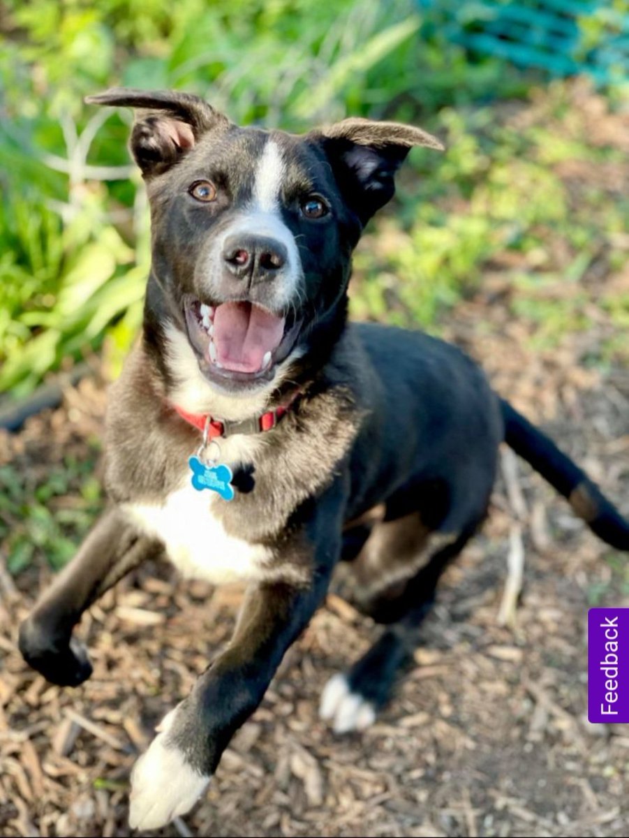 In honor of #NationalPuppyDay, here's Rigel's adoption photo! It was love at first sight. He was about 6 months old 💙