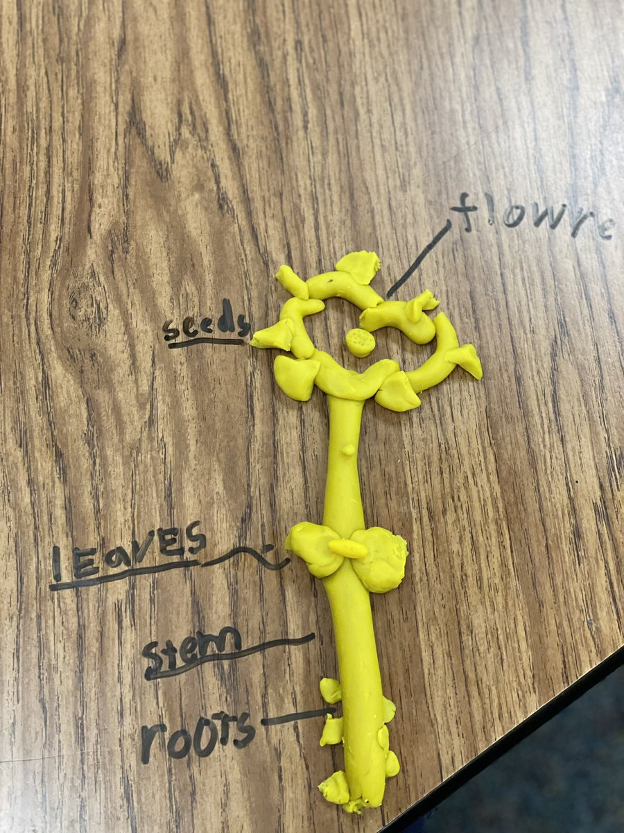 TaylorLakin1's tweet image. Playdoh is always a good idea!! Making a flower &amp;amp; labeling its parts for Science. 🌻🌺 #kindermagic @KaiserKISD @KleinISD @trisqit